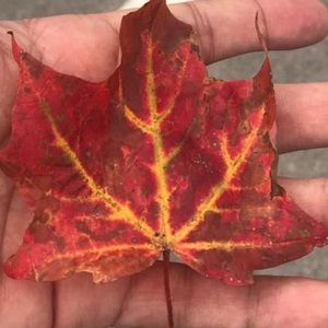 Meet your Posher, Claudia